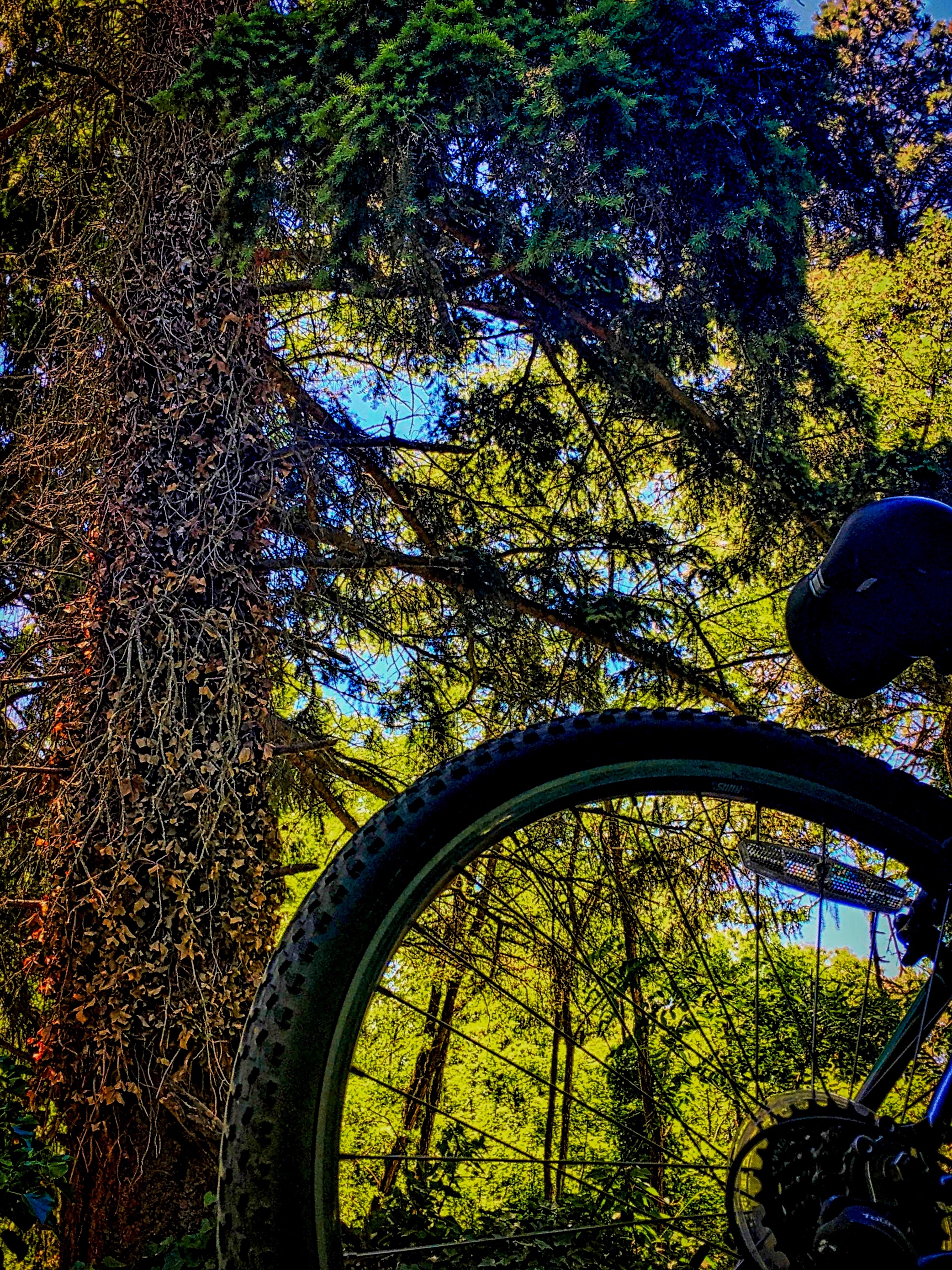North seatac mountain bike trails cheap